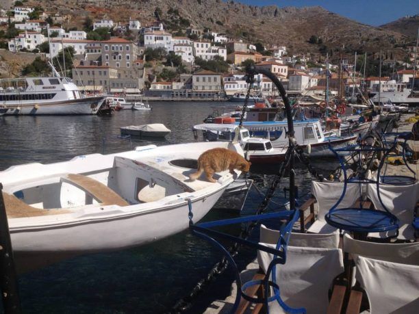 Ύδρα: Καταγγέλλει πως είδε άνδρες να φορτώνουν σε ταχύπλοο γάτες μέσα σε τσουβάλια για να τις πετάξουν